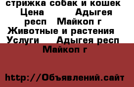 стрижка собак и кошек › Цена ­ 400 - Адыгея респ., Майкоп г. Животные и растения » Услуги   . Адыгея респ.,Майкоп г.